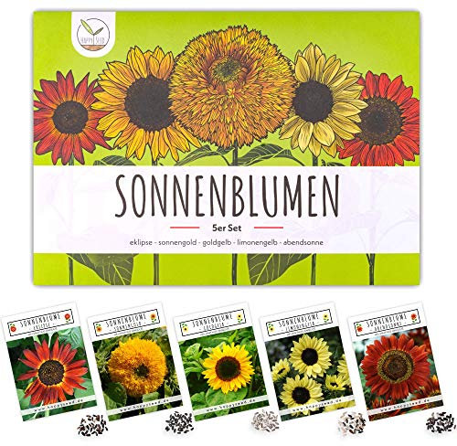 Graines de tournesol colorées à haut taux de germination - graines de fleurs pour un jardin coloré et propice aux abeilles (lot de 5)