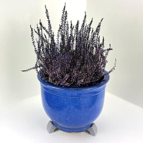 Synio Plant Pot Feet (Grey)