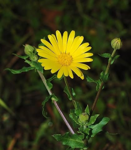 100 graines de fleurs de calendula fraîches