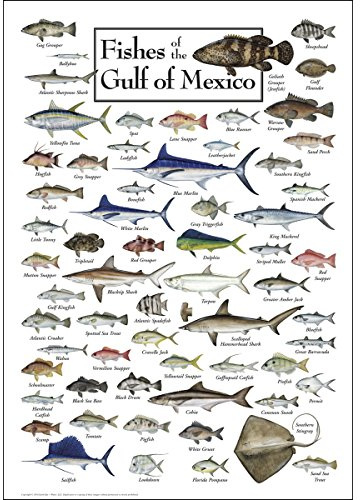 Earth Sky + Water Poster - Fische des Golfs von Mexiko - Poster