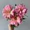 50 pcs alstroemeria pflanze samen, schnittblumen samen, zimmerpflanzen samen,Alstroemeria hybrida, blumen samen, plants garten hochbeet, winterharte stauden für pralle sonne blumen,