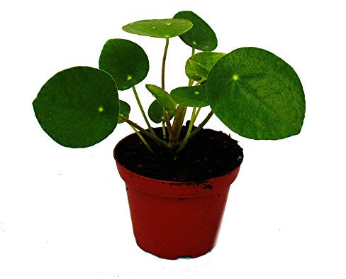 Exotenherz - Pilea peperomioides - Glückstaler - Chinesischer Geldbaum - Bauchnabelpflanze im 7cm Topf