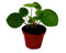 Exotenherz - Pilea peperomioides - Glückstaler - Chinesischer Geldbaum - Bauchnabelpflanze im 7cm Topf
