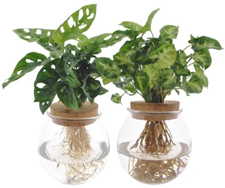 Set di piante idroponiche – Bolglas Duo con Monstera Adansonii & Syngonium Green – Ø 12 cm – 12 – 30 cm – 2 piante acquatiche in vetro – Verde decorativo per casa e ufficio
