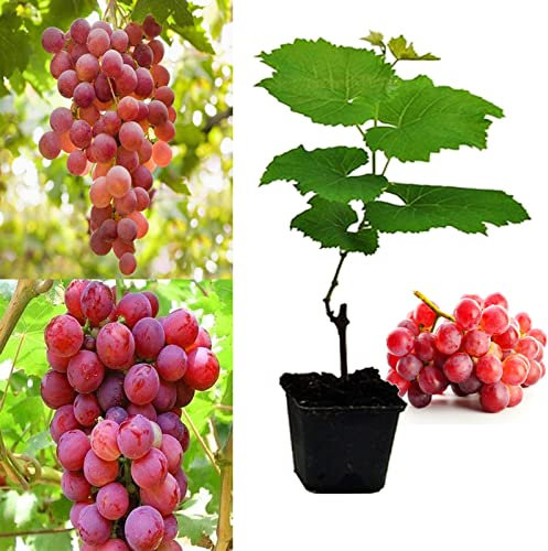 Grape Plant 'Suffolk Red' Vitis Plants in a 9cm Pot - Grape Vine for Planting in The Garden in The UK (Regular Packaging)