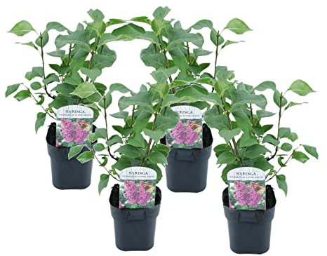Plant in a Box - Syringa vulgaris 'Ludwig Spath' - Set di 4 - Lilla - Arbusto con fiori rosso porpora - Vaso 17cm - Altezza 25-40cm