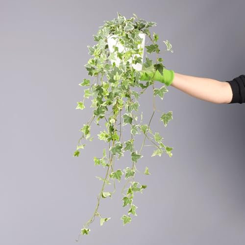 Weißbunter Efeu, Topf-Ø 12/13 cm, 3er-Set