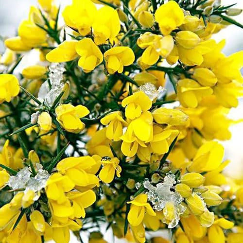 50 Pc Semi Di Ginestra, Davanzale Di Erbe Aromatiche, Fiori Di Campo Sul Balcone Semi Di Piante Di Ginestra, Cytisus Scoparius, Piante Da Giardino Perenni Resistenti, Giardino Di Erbe