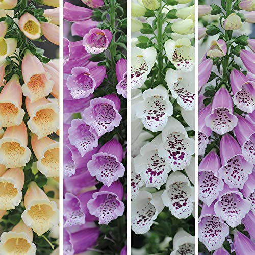 Digitalis (Foxglove) Dalmation Mixed, Hardy Biennial 12 Plug Plants by Thompson and Morgan (12)