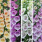 Digitalis (Foxglove) Dalmation Mixed, Hardy Biennial 12 Plug Plants by Thompson and Morgan (12)