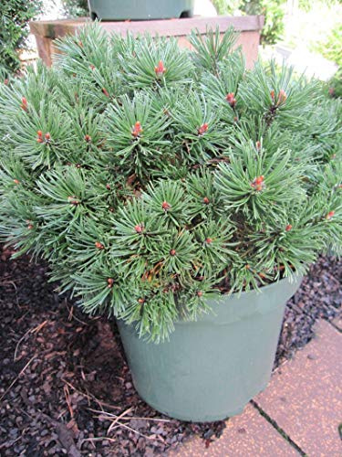 Pinus mugo Pumuckl - Zwerg-Kiefer Pumuckl - Bergföhre -
