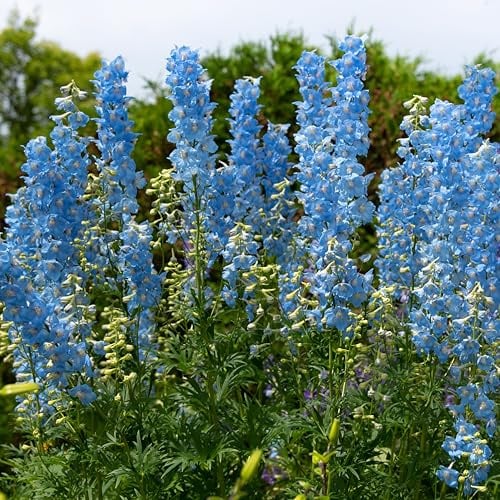 Bloomique - 3er-Set - Delphinium Magic Fountains Sky Blue - Rittersporn - Gartenpflanzen - Winterhart - Höhe 10-20 cm - Topf 9x9 cm