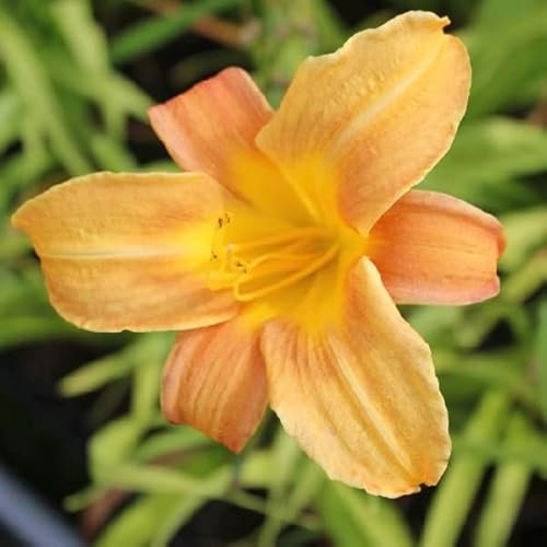 6 x Lis d'un jour, Hémérocalle 'Baley Hay' - Hemerocallis 'Baley Hay' - Godet 9x9cm - Fleurs jaunes, floraison estivale, bordures