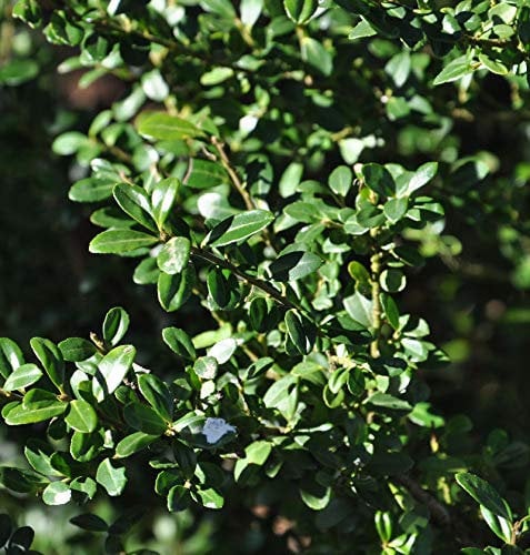 Japanische Stechpalme Ilex Glori Gem 40-50cm - ilex crenata - lebende Gartenpflanze aus den Baumschulen