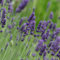 6x Lavendel 'Hidcote Blue' - Lavandula ‘Hidcote' - Topf 9x9cm