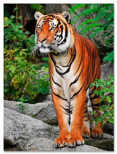 wandmotiv24 Leinwandbild Tiere, Hochformat, Tiger M0096