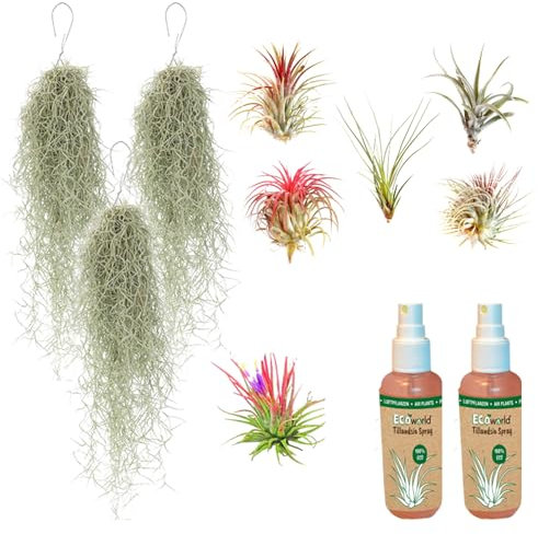 vdvelde.com - Ecoworld Tillandsia Luftpflanzen Echt 9er Set + 2 Tillandsien Spray für kräftige und intensiver gefärbte Pflanzen - 6 Stück Tillandsie Deko Pflanze - 3 Stück Tillandsia Usneoides