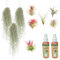 vdvelde.com - Ecoworld Tillandsia Luftpflanzen Echt 9er Set + 2 Tillandsien Spray für kräftige und intensiver gefärbte Pflanzen - 6 Stück Tillandsie Deko Pflanze - 3 Stück Tillandsia Usneoides