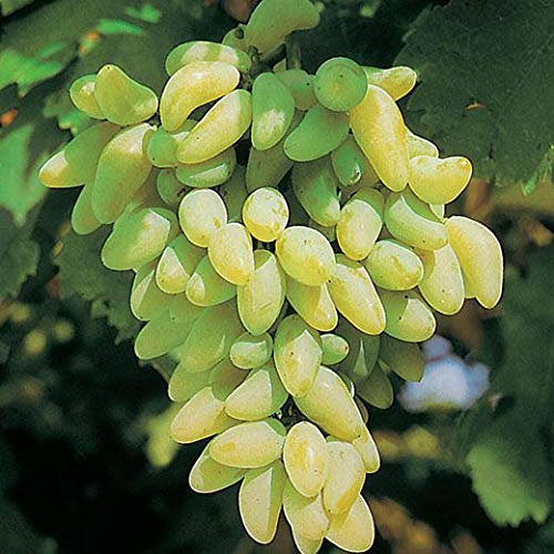 Pianta di UVA VITE innestata DA TAVOLA PIZZUTELLO BIANCO in vaso 18 cm FOTO REALE AMDGarden