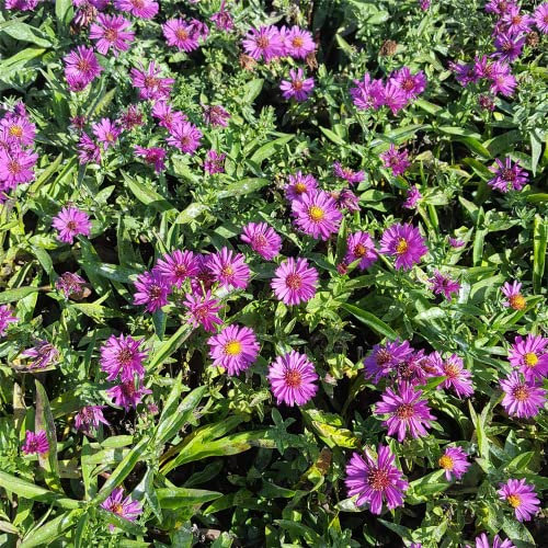 Aster x dumosus 'Herbstpurzel' - Garten-Kissen-Aster 'Herbstpurzel' - 9cm Topf