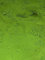 Sac 5 kg/SC Pigments® Pigments® Pigment colorant pour ciment, mortier, béton/Serra Ciments® (Vert)
