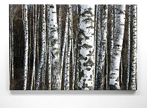 EIN Atemberaubendes Bild – Birkenwald - als 180x120cm große XXL Leinwand. Tolles Wandbild als Hintergrund und Deko für Wohnzimmer & Schlafzimmer. Fertig aufgespannt auf 4cm Holz-Keilrahmen