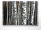 EIN Atemberaubendes Bild – Birkenwald - als 180x120cm große XXL Leinwand. Tolles Wandbild als Hintergrund und Deko für Wohnzimmer & Schlafzimmer. Fertig aufgespannt auf 4cm Holz-Keilrahmen