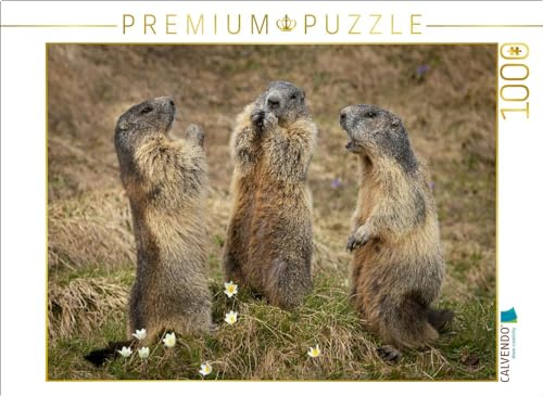 CALVENDO Puzzle Murmeltierversammlung | 1000 Teile Lege-Größe 64 x 48 cm Foto-Puzzle für glückliche Stunden