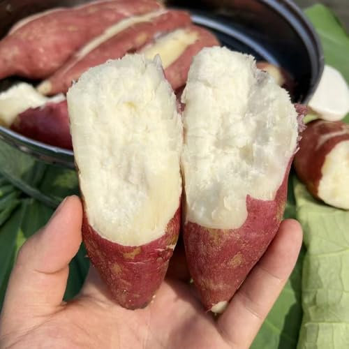150 pcs süßkartoffel samen bio, süßkartoffeln, gemüsepflanzen, hochbeete für garten süßkartoffel pflanzen kaufen - Ipomoea batatas - saatgut gemüse, mini gewächshaus balkongemüse,