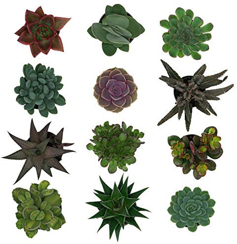 Pasiora Sukkulenten Mix im 6cm Topf, verschiedene kleine Pflanzen, Geschenkset (12 Stück)