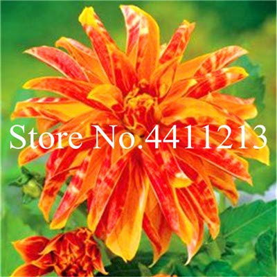 Ponak Neue 100 PC Multi-Farbe Dahlie Blumensamen für schönen Garten Orange Mix