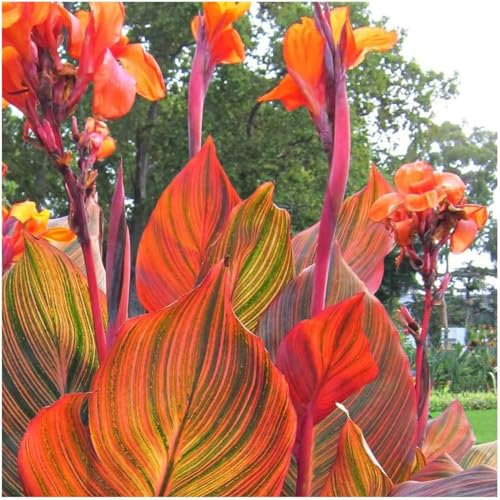 Canna Bulbs-Canna Lily Bulbs for Planting Now UK,Canna Lily Plants UK,Wedding Flowers,Garden Flowers,Ornamental Flowers,Hardy Perennial-2bulbs-a