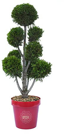 Vannucci Piante - Cipresso leilandi giallo, x Cupressocyparis leylandii 'Castlewellan Gold' (d'innesto) in vaso, Pianta vera a pompon