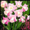 Narzissen zwiebeln,Winterharte Mehrjährig,Seltene Pflanzen,Dekorative Blumen,Narzissen grosspackung,narzissenzwiebeln Rosa trompete,narzissen knollen,narzissen tete a tete.-10 zwiebeln-B