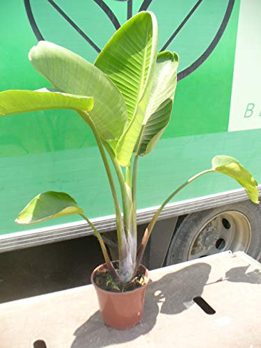 Strelitzia nicolai 100 cm Baumstrelitzie Baum-Paradiesvogelblume