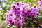 Rhododendron Hybr. 'Kabarett' 40-50 cm - Rhododendron, zweifarbige Blüten, Blütezeit Mai-Juni, ideal für halbschattige Standorte, immergrün, winterhart