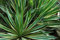 Seeds Yucca Gloriosa Variegata 15 Semi : Seeds Only (Not live plants)