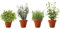 PACK 4 AROMÁTICAS 5: 1 MENTHA PIPERITA, 1 ROMERO, 1 TOMILLO LIMÓN Y 1 STEVIA. ¡¡¡ PLANTAS AROMÁTICAS NATURALES ¡¡¡ altura: 30 cm cada una aproximado, contenedor 12-14 cm. ENVIOS SOLO PENINSULA