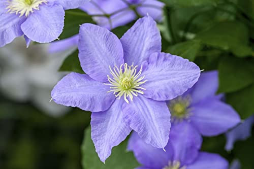 Clematis Hybride 'Elsa Späth' 60–100 cm – Winterhart, Mehrjährig, Pflegeleicht – Waldrebe – Kletterpflanze für Pergola & Rankhilfe