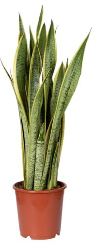 Bogenhanf, Topf-Ø 21 cm, Höhe ca. 80 cm