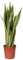Bogenhanf, Topf-Ø 21 cm, Höhe ca. 80 cm