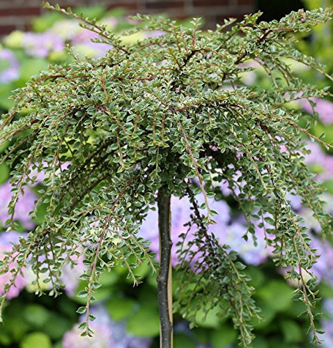 Hochstamm Zwergmispel Silver Shadow 60-80cm - Cotoneaster integrifolius