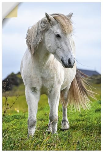 ARTland Wanddeko Wandtattoo selbstklebende Vinylfolie Natur Pferde Weißes Islandpferd Pony U5LO
