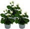 Exotenherz - Geranien stehend - Pelargonium zonale - 12cm Topf - Set mit 3 Pflanzen - weiß