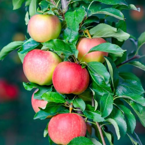 Gala Apple Tree - Delicious Eating & Juicing Variety - Store Fruits Until January – Supplied As M26 Rootstock - Small, Thin-Skinned Fruits – 1x 9 Litre Potted Plant by Thompson & Morgan