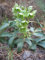 Portal Cool 1 (1 Pianta): Helleborus argutifolius Holly-Leaved Elleboro (inviati con Un 9cm Pot)