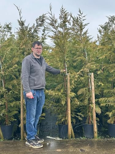 Lincolnshire Pond Plants Ltd - Cupressus Leylandii - Hedge Plants - Hedging - HEG09-5 x 18ltr Potted