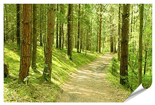 islandburner XXL Bild Poster Pfad Im Finnischen Wald Grüne Landschaft Premium Bilder Fotodruck