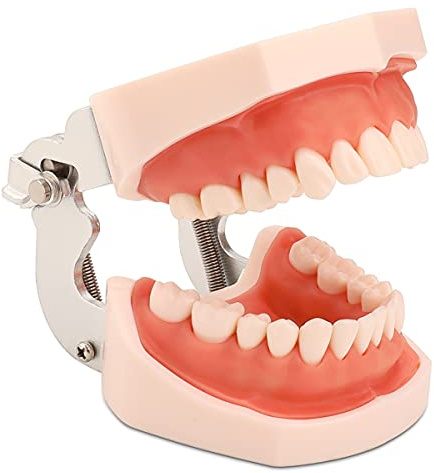 faruijie Modèle de dents dentaires typodont avec dents amovibles et gencives souples Modèle anatomique articulé Outil pédagogique à des fins d'études