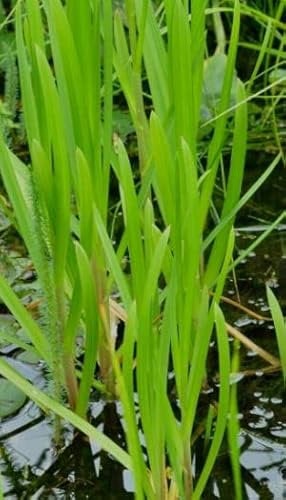 4 plantas de agua, fuerte purificación de agua, ideal para estanques pequeños, estanques de natación, plantas de filtro, plantas de estanque, plantas de estanque, resistentes al invierno